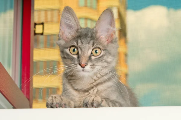 Pretty kitten on a window closeup — Stock Photo, Image