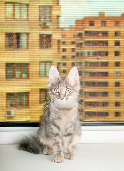 Grey kitten sits on a sill — Stock Photo, Image