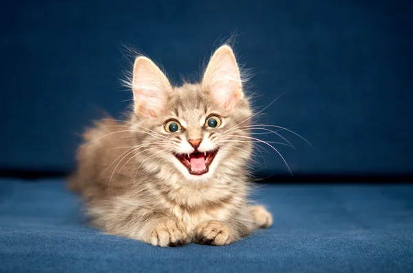 Hübsches Kätzchen auf blauem Hintergrund — Stockfoto