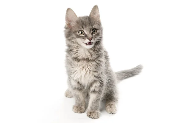 Grå kattunge — Stockfoto