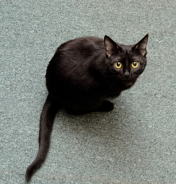 Black cat — Stock Photo, Image