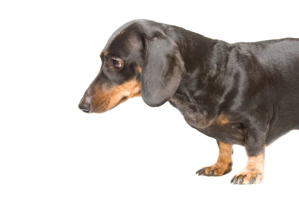 Dachshund closeup — Stock Photo, Image