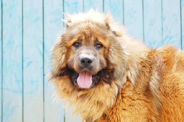 高加索牧羊犬 — 图库照片