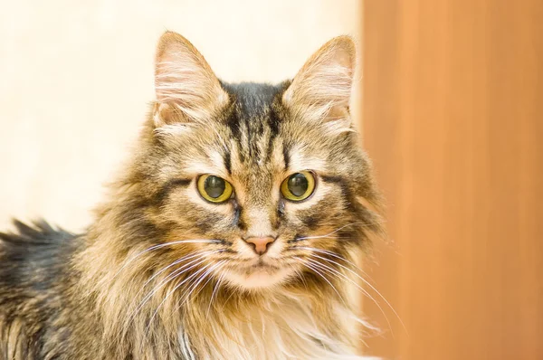 Vacker maine coon — Stockfoto