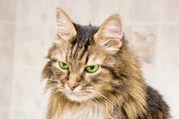 Gatto soffice con gli occhi verdi — Foto Stock