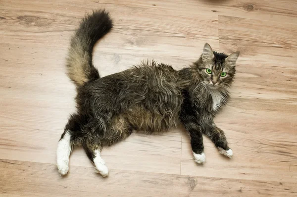 Fluffy cat on floor — Stock Photo, Image