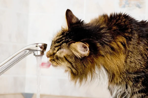 Katt drycker vatten från kranen Royaltyfria Stockbilder