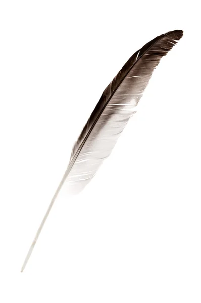 Φτερό σε λευκό φόντο — Φωτογραφία Αρχείου