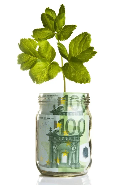 Sapling growing from euro money — Stock Photo, Image