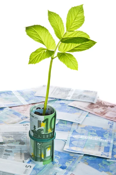 Green sapling growing from euro banknotes — Stock Photo, Image