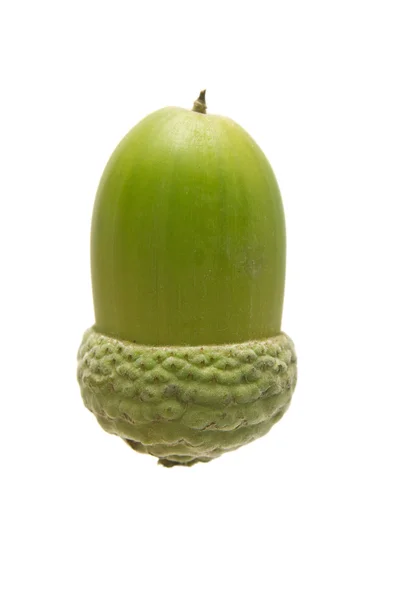 Gröna acorn närbild — Stockfoto