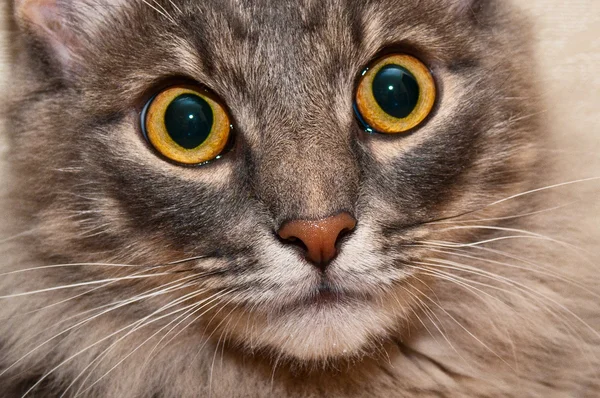 Fluffy cat closeup — Stock Photo, Image