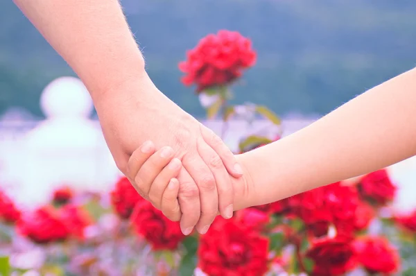 Dwie ręce na tle róż — Zdjęcie stockowe
