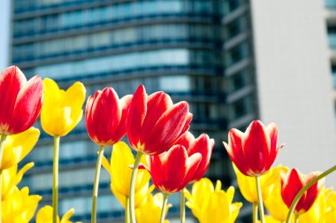 modern bina karşı güzel laleler