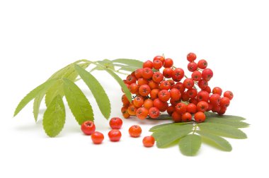 Güzellik ashberry
