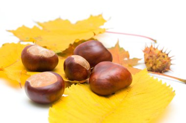 Kestane ve sonbahar yaprakları