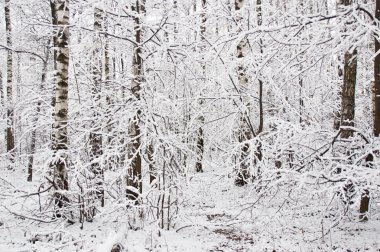 Kışın orman gizli