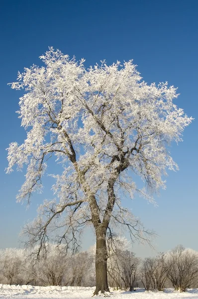 Árbol de invierno solo — Foto de Stock