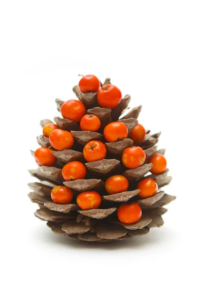 Cone and ashberry — Stock Photo, Image