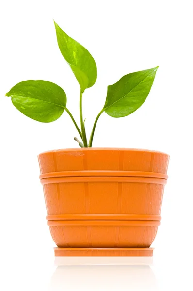 Flowerpot with reflection on white — Stock Photo, Image