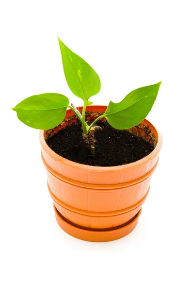 Plant in flowerpot — Stock Photo, Image