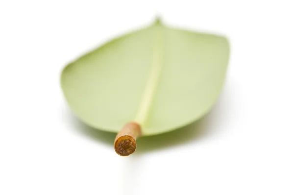 Green leaf.Front focus — Stock Photo, Image