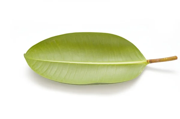 Alone green leaf on white background — Stock Photo, Image