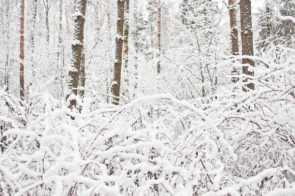 在冬天的森林 — 图库照片