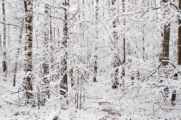 Bosque encubierto en invierno — Foto de Stock