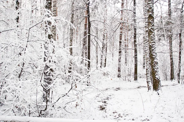 Dezembro floresta — Fotografia de Stock