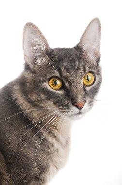 kedi closeup beyaz zemin üzerine