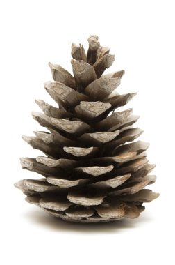 koni üzerinde beyaz izole