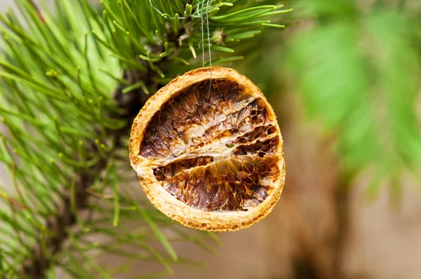 Jul torkad citron med fir tree — Stockfoto