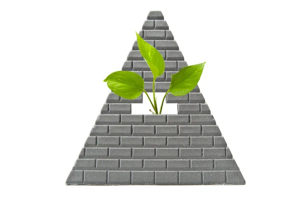 Green plant growing through a pyramid — Stock Photo, Image