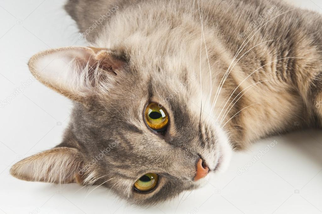 Gros Plan Chat Gris Image Libre De Droit Par Lipsky C