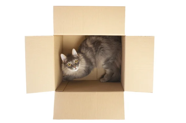 Gato en caja de cartón. Vista superior —  Fotos de Stock