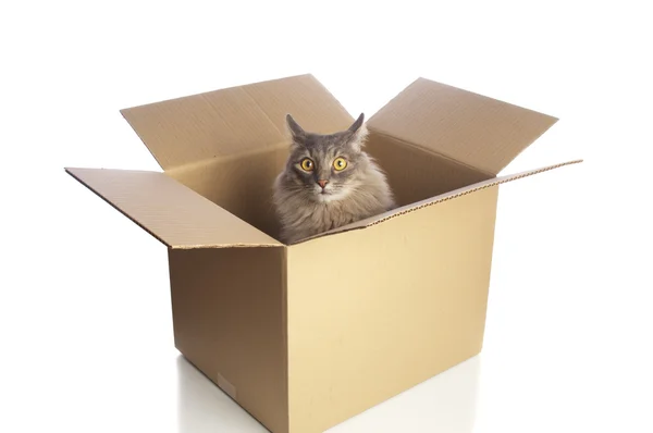 Gato gris en caja de cartón — Foto de Stock