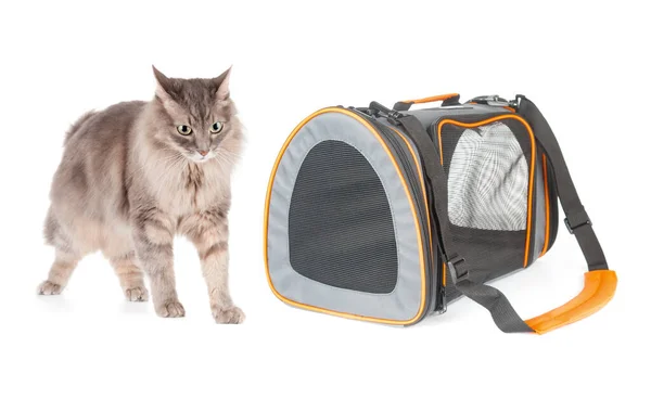 灰色绒毛猫和携带宠物袋 白色背景隔离 — 图库照片