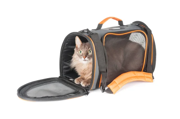 白い背景に隔離されたキャリアペットバッグ内の灰色ふわふわ猫 — ストック写真