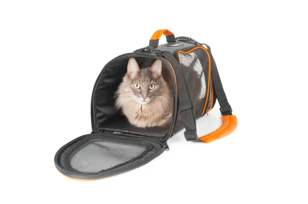 Cinza Gato Fofo Dentro Transportadora Pet Bag Isolado Fundo Branco — Fotografia de Stock