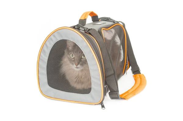 白い背景に隔離されたキャリアペットバッグ内の灰色ふわふわ猫 — ストック写真