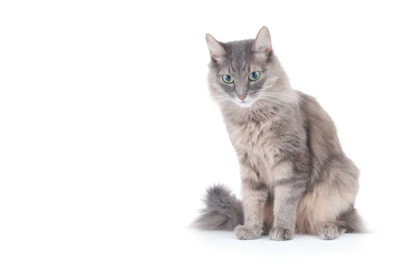 Пушистый Серый Кот Изолирован Белом Фоне — стоковое фото