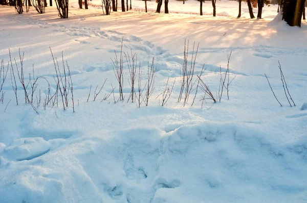 Snowdrifts Uma Floresta Inverno — Fotografia de Stock