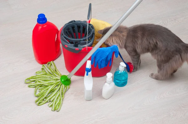 House Cleaning Cat Bucket Rubber Gloves Chemical Bottles Mopping Stick — ストック写真