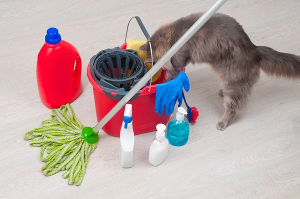 House Cleaning Curious Cat Bucket Rubber Gloves Chemical Bottles Mopping — Stok fotoğraf