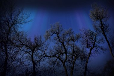 gece gökyüzü ağaçlarının Silhouettes