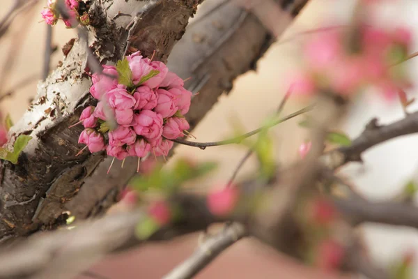 Sakura cherry tree — Stock Photo, Image