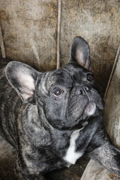 köpek sorar