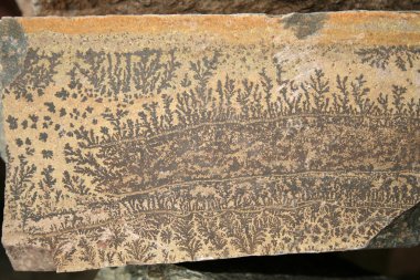 Paleontolojik doku - taş üzerine baskılı nadir bir tarih öncesi bitki