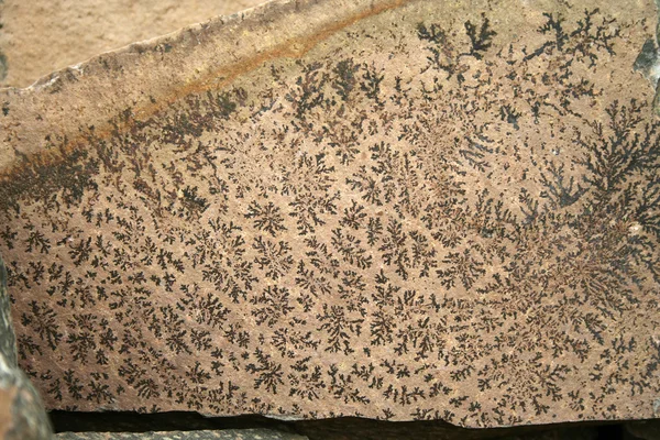 Kaya taşı üzerinde antik bitkilerin izleri